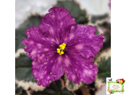 ВаТ-Калейдоскоп (Т. Валькова) 2015 г.