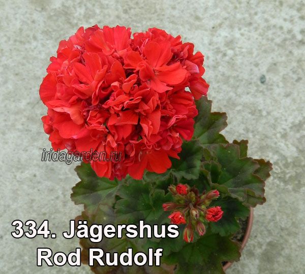 пеларгония Jagerhoose Rod Rudolf