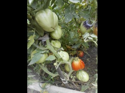 Томат Кунео гигантская груша (Cuneo Giant Pear) США