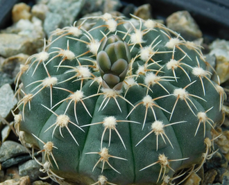 Gymnocalycium stellatum v.flavispinum GN 2874, B 69 - 10 семян