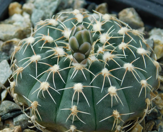 Gymnocalycium stellatum v.flavispinum GN 2874, B 69 - 5 семян