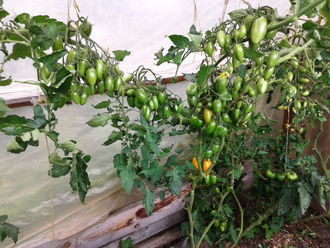 Семена томата Блаш