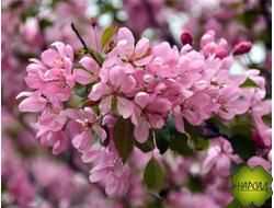 Яблоня декоративная "КИТАЙКА КЕРР" (саженец 2 года)