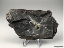 Пирит на белемните во вмещающей породе. КЧР. Россия. 135*75*15мм