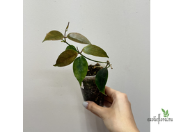 24/07/2025 Hoya cv. Iris Marie