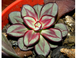 Echeveria nodulosa  (розетка 20-30 mm)