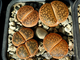 Lithops aucampiae (Kuruman form) C325 (MG) - 10 семян
