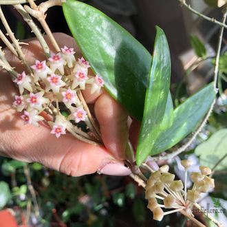 Hoya Parasitica ‘Northabli’