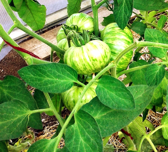 Семена томата Всплеск мокко