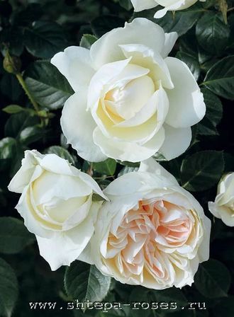 Мон Жарден э ма Мезон