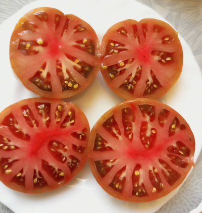 Томат гном Серый металлический пистолет (Gun Metal Grey)