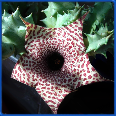 Huernia transvaalensis