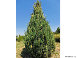 Можжевельник Вариегата - Variegata