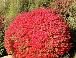 Бересклет крылатый(Euonymus alatus)  3л(40-60)