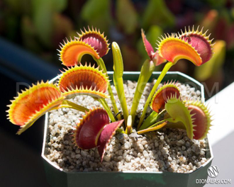 Dionaea muscipula Tiger teeth