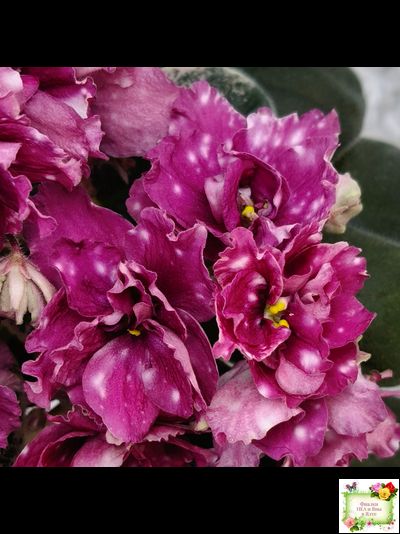 Rivermist Sizzle (J. Baker) (лист посажен 27/01/26)