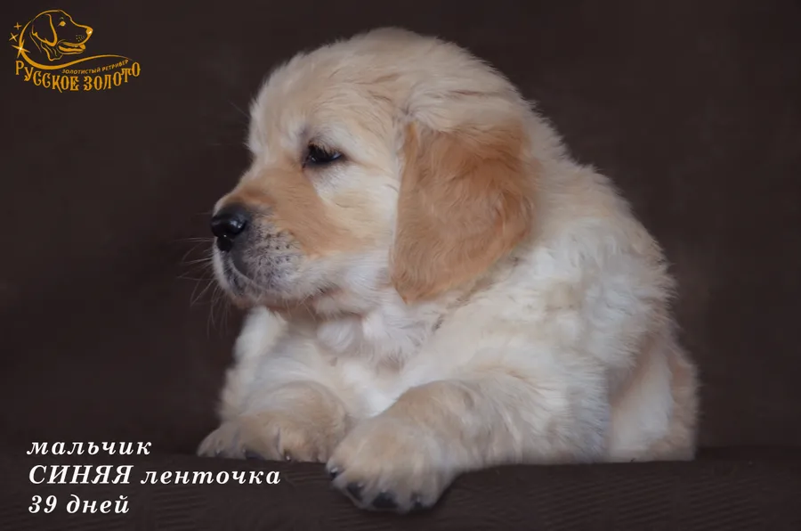 УЖЕ в НОВОМ ДОМЕ = мальчик синяя ленточка. На фото 39 дней. ДР 28.01.2020