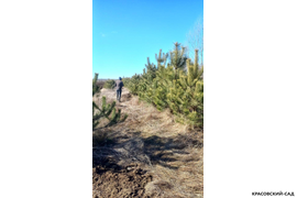 Сосна крымская Черная (Pinus nigra) – фото в питомнике в ряд - красовский-сад.рф