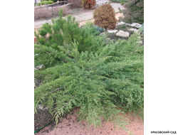 Можжевельник казацкий Там Ноу Блайт - Tam No Blight