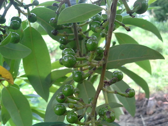 Литсея кубеба (Litsea cubeba) плоды (10 мл) - 100% натуральное эфирное масло