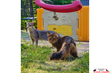 Выпускница питомника сомалийская кошка Фокси