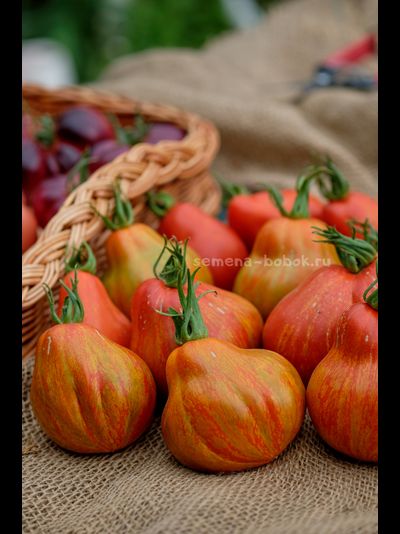 Томат Borsa di Montone (Баранья сумка), 10 шт.