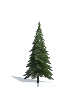 Billboards Ель летняя_12