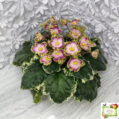 НД-Вербена (Н. Данилова-Суворова) 2021 г.