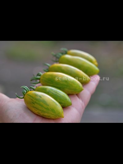 Томат Favorie de Bretagne (Фаворье де Бретань), 10 шт