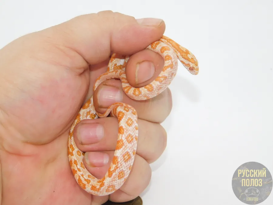 Полоз маисовый "Creamsicle"