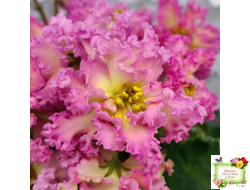 РМ-Богиня Солнца (Н. Скорнякова) 2019 г.