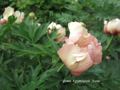 Пион Callies Memory(Келлис Мемори)