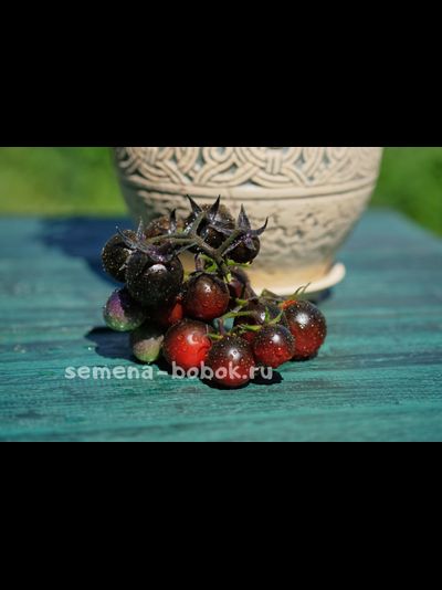 Томат Черри Смурфиника, 10 шт