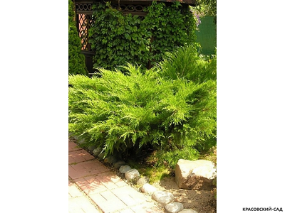 Можжевельник средний Минт Джулеп