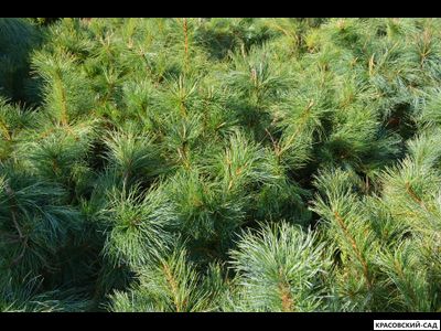 Сосна стланиковая Глаука кедровая - Pinus pumila glauca