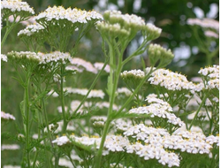 Гидролат Тысячелистник обыкновенный (Achillea millefolium) цветы 100 мл