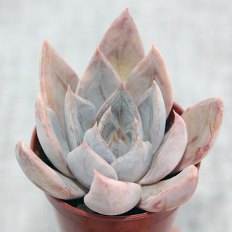 Echeveria Silver Queen