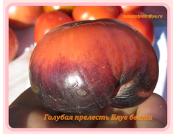 Томат Голубая прелесть (Blue Beauty), США