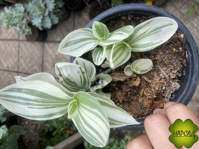 КОМНАТНЫЕ ЦВЕТЫ В АССОРТИМЕНТЕ