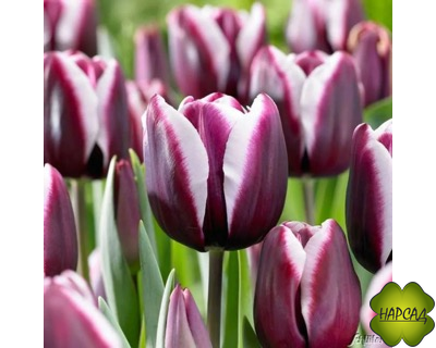 ТЮЛЬПАН триумф "ФОНТЕНБЛЮ" (1шт)