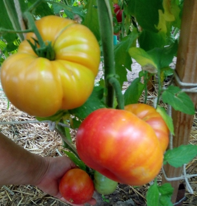 Томат Олд флейм (Old Flame, Старое пламя)