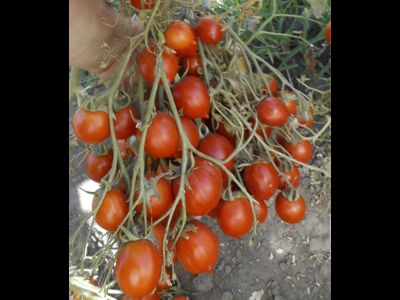 Томат  Geranium Kiss (Поцелуй герани,  от Кушнаревой Т.)