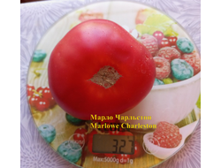 Томат Марло Чарльстон (Marlowe Charleston, Мэрлоу Чарльстон), США