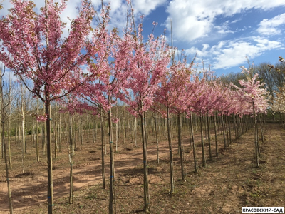 Вишня Канзан - Kanzan