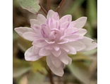 Anemonella thalictroides “Cameo”