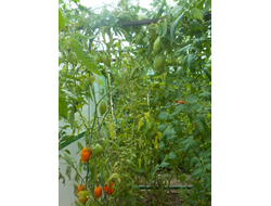 Томат Калькутта, (Calkutta) США