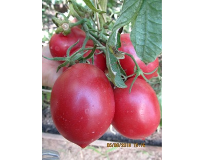 Томат Сызранская пипочка (условное)