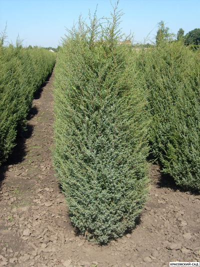 Можжевельник Обелиск - Obelisk