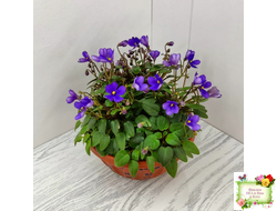 Teeny Bopper (L.Lyon) 5017 (08/27/1982) трейлер