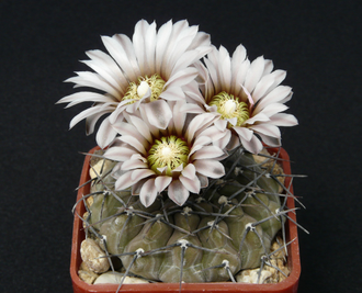 Gymnocalycium riojense ssp.paucispinum VG-347a (D=20мм)